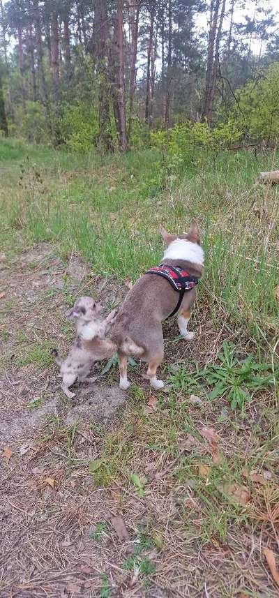 Hundetreffen-Hundetreffen  und Gassigehrunden für kleine-mittlere Hunde-Bild