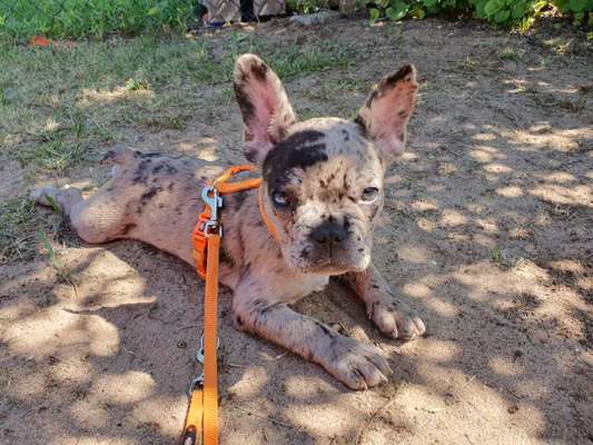 Welpen Bilder !-Beitrag-Bild