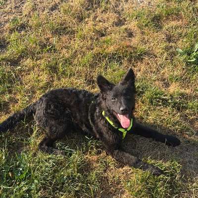 Hundetreffen-Social walk-Bild