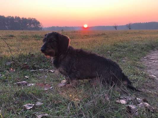 Hundetreffen-Gassirunde in Werder und Umgebung-Bild