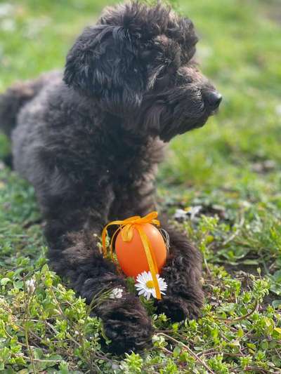 Hundetreffen-Gassi Runde-Bild