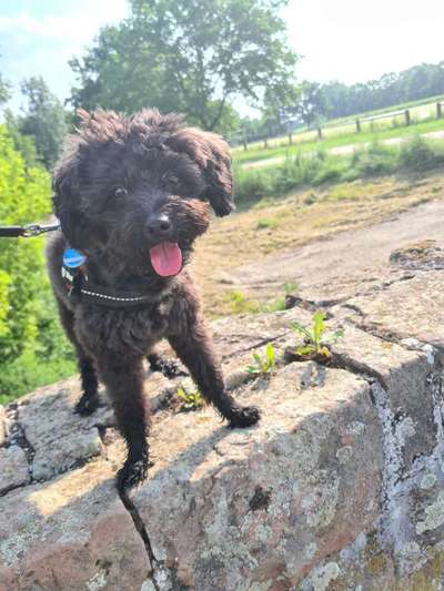 Zeigt her eure Pudel und Pudelmischlinge (:-Beitrag-Bild