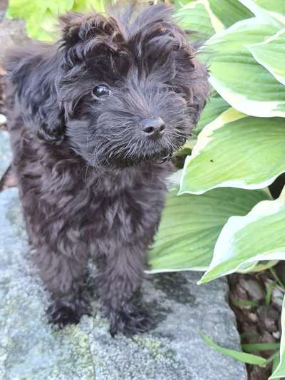 Die Dogorama Monats Challenge "Es grünt und blüht"-Beitrag-Bild