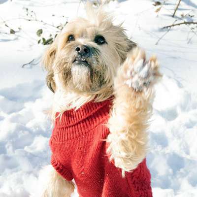 Hundetreffen-Einfach Hund sein, Spiel und Spaß-Profilbild