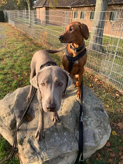 Rhodesian Ridgeback-Beitrag-Bild