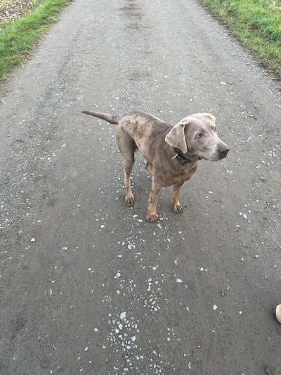 Rhodesian Ridgeback-Beitrag-Bild