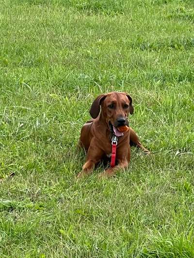 Rhodesian Ridgeback-Beitrag-Bild