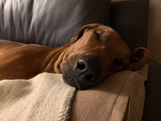 Rhodesian Ridgeback-Beitrag-Bild
