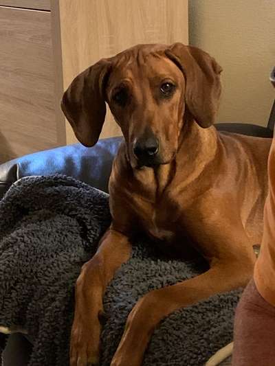 Rhodesian Ridgeback-Beitrag-Bild