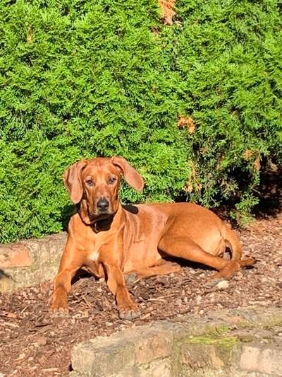 Rhodesian Ridgeback-Beitrag-Bild
