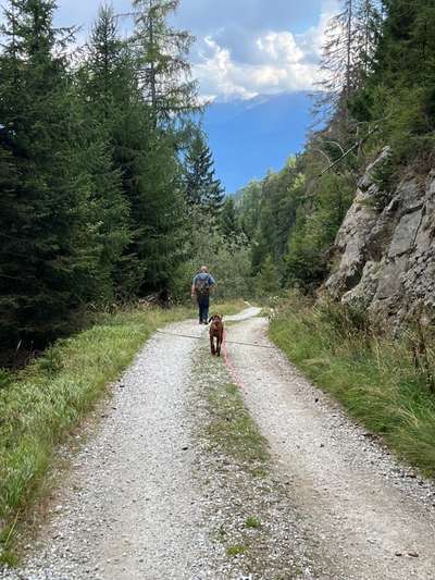 Rhodesian Ridgeback-Beitrag-Bild