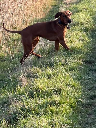 Rhodesian Ridgeback-Beitrag-Bild