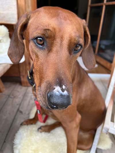 Rhodesian Ridgeback-Beitrag-Bild