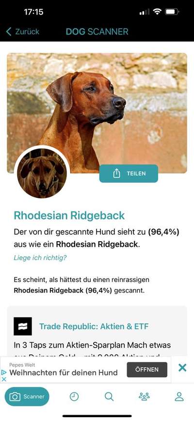 Rhodesian Ridgeback-Beitrag-Bild
