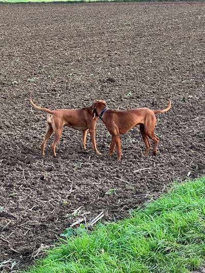 Rhodesian Ridgeback-Beitrag-Bild