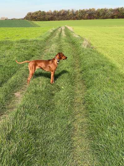 Rhodesian Ridgeback-Beitrag-Bild