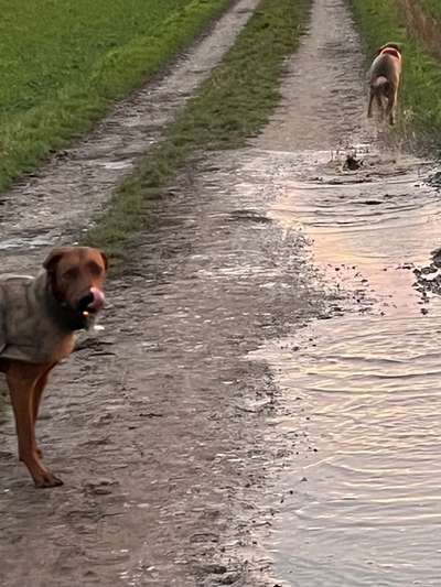 Rhodesian Ridgeback-Beitrag-Bild