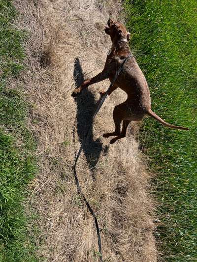 Rhodesian Ridgeback-Beitrag-Bild