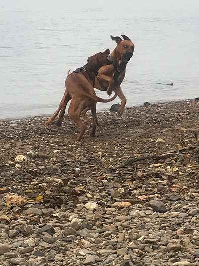 Rhodesian Ridgeback-Beitrag-Bild