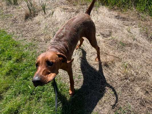 Rhodesian Ridgeback-Beitrag-Bild