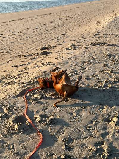 Rhodesian Ridgeback-Beitrag-Bild