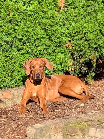 Rhodesian Ridgeback-Beitrag-Bild