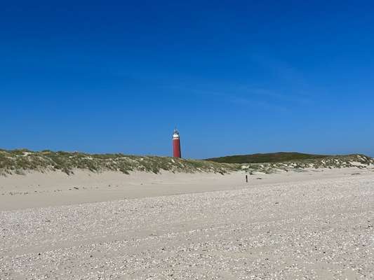 Rhodesian Ridgeback-Beitrag-Bild