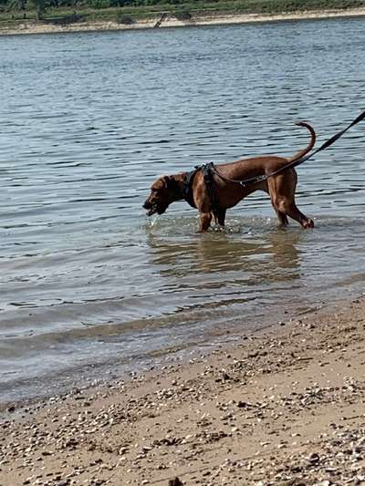 Rhodesian Ridgeback-Beitrag-Bild