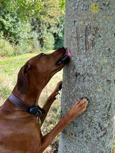 Rhodesian Ridgeback-Beitrag-Bild