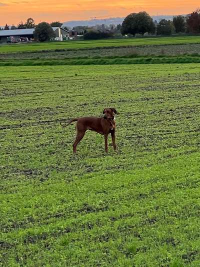 Rhodesian Ridgeback-Beitrag-Bild