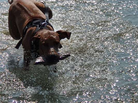 Rhodesian Ridgeback-Beitrag-Bild
