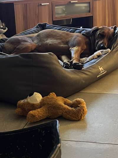 Rhodesian Ridgeback-Beitrag-Bild