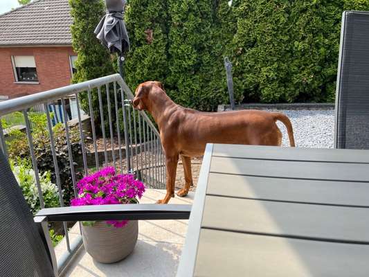 Rhodesian Ridgeback-Beitrag-Bild