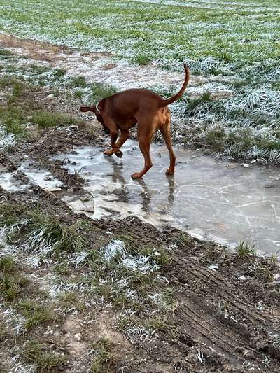 Rhodesian Ridgeback-Beitrag-Bild