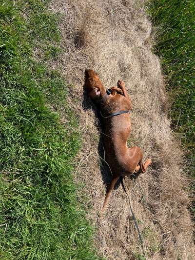 Rhodesian Ridgeback-Beitrag-Bild