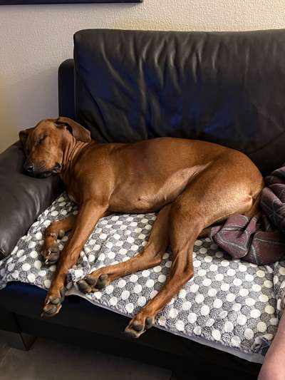 Rhodesian Ridgeback-Beitrag-Bild