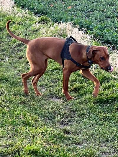 Rhodesian Ridgeback-Beitrag-Bild
