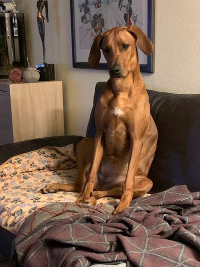 Rhodesian Ridgeback-Beitrag-Bild