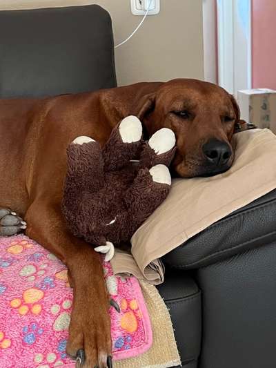 Rhodesian Ridgeback-Beitrag-Bild