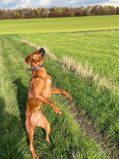 Rhodesian Ridgeback-Beitrag-Bild