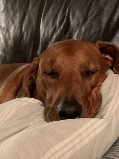 Rhodesian Ridgeback-Beitrag-Bild