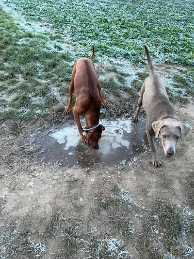 Rhodesian Ridgeback-Beitrag-Bild