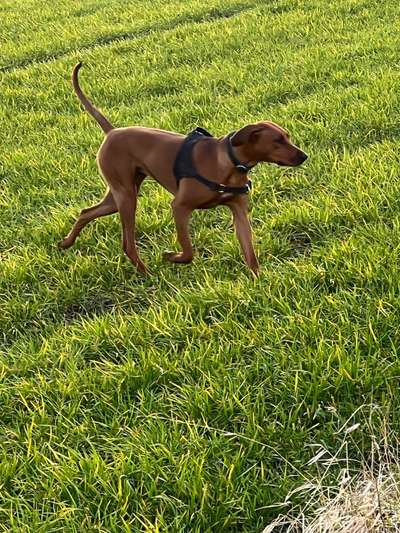Rhodesian Ridgeback-Beitrag-Bild