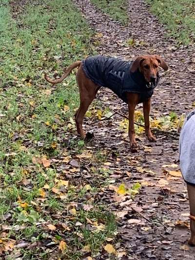Rhodesian Ridgeback-Beitrag-Bild