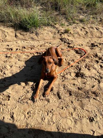 Rhodesian Ridgeback-Beitrag-Bild