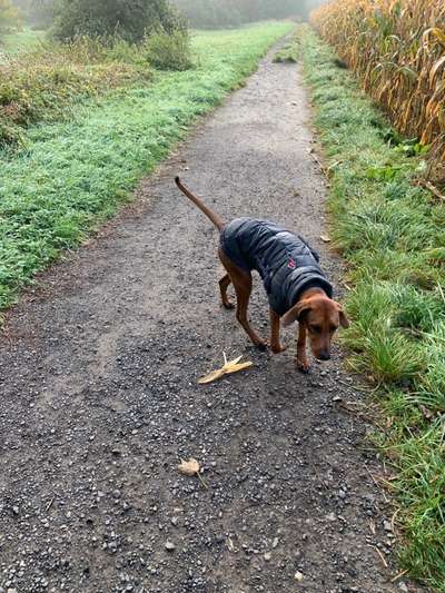 Rhodesian Ridgeback-Beitrag-Bild
