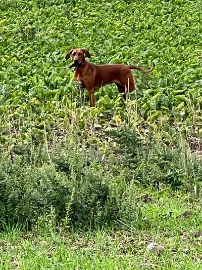 Rhodesian Ridgeback-Beitrag-Bild