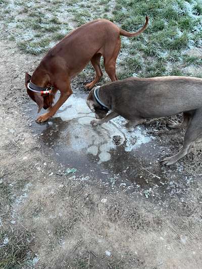 Rhodesian Ridgeback-Beitrag-Bild