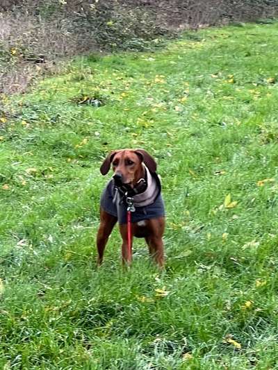 Rhodesian Ridgeback-Beitrag-Bild