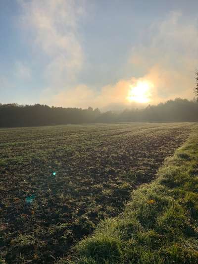 Rhodesian Ridgeback-Beitrag-Bild